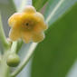 Yellow Anisetree (Illicium parviflorum)